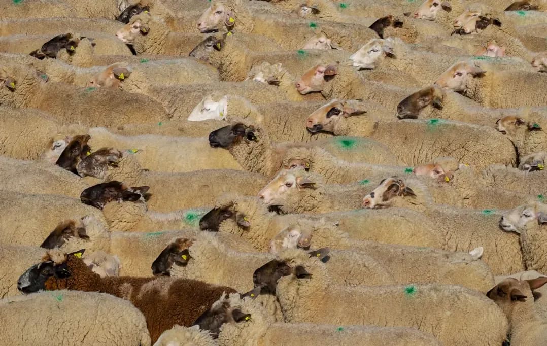 What to Look for During Routine Sheep Health Checks