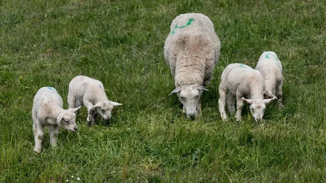 Greenfield Flockcare 13