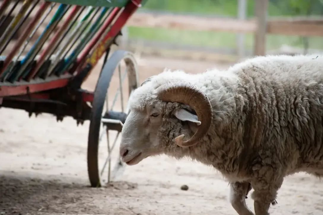 Sheep shearing coordination